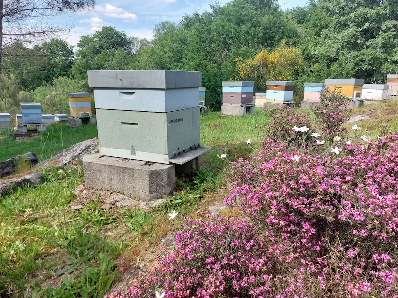 Castiñeiros centenarios