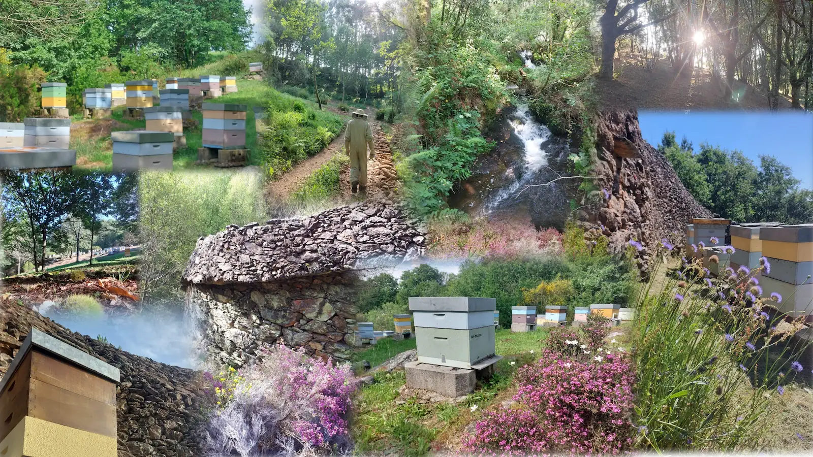 Apicultor traballando con colmeas de abellas na tempada de colleita